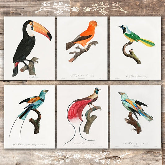 Vintage Birds of Paradise Art Prints (Set of 6) - 8x10s