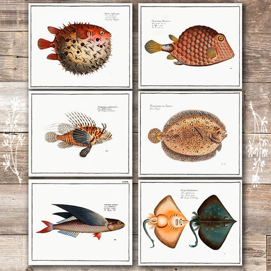 Exotic Vintage Fish Wall Art Prints (Set of 6) - 8x10s